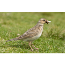 800px-Skylark_2,_Lake_District,_England_-_June_2009[1].jpg<>pacsirta